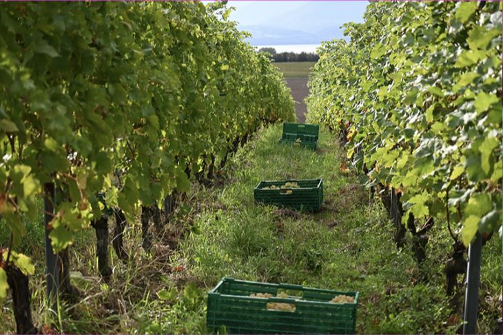 À la découverte des vendanges au Domaine La Colombe